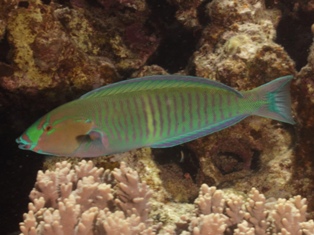 Hologymnus Annulatus